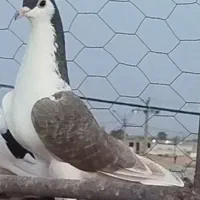 کفتر ماده چپ