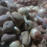 ارسال رایگان تربار سیب زمینی پیاز