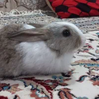 خرگوش|موش و خرگوش|کارون, |دیوار