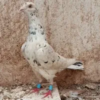سرورسوزنی