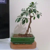 بونسای بنسای فیکوس رتوزا