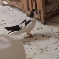 دم سیاه و چپ دم سیاه