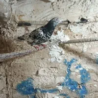 هفت رنگ