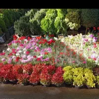 باغبانی وکاشت گل وگیاه پذیرفته میشود