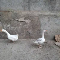 قوغاز