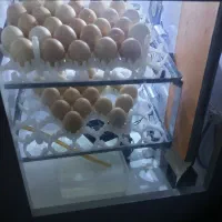 دستگاه جوجه کشی