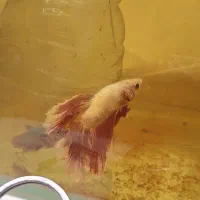 ماهی فایتر|ماهی|شیراز, شهرک فرهنگیان|دیوار