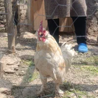 خروس زینتی