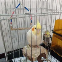 عروس هلندی جفت