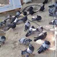 برکت چند جفت کفتر پر  جفتی قیمت فرق میکنه