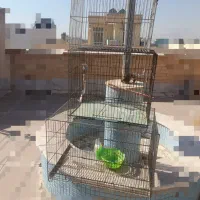 قفس پرنده کوچک متوسط بزرگ