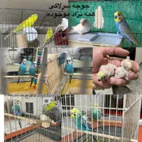 مرغ عشق انگلیسی معمولی رینبو سرلاکی