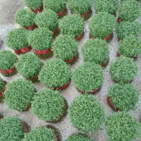 سبزه عید با کیفیت هرکی خواست در خدمتیم