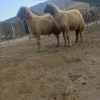 بره قوچ سنجابی
