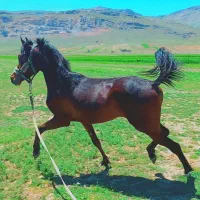 اسب یه سرمصری