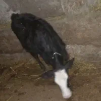 گوساله ماده سمینتال