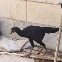 خروس لاری اوشامو اصل