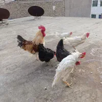 مرغ و خروس