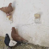 ۳تا ماده رگدار