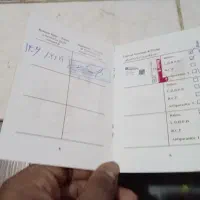سگ اشپیتز|سگ|همدان, |دیوار
