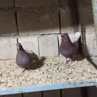 سرخ کلاهی