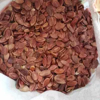 تخمه هندوانه درجه یک بذری