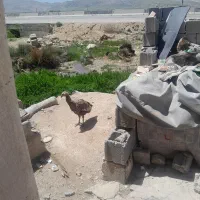 غاز بوقلمو