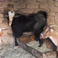 بره نر و چبش