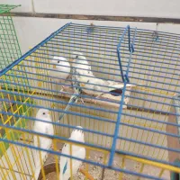 مرغ عشق