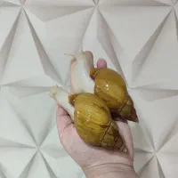 حلزون مخصوص پوست