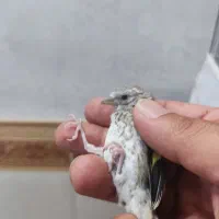 جوجه سهره