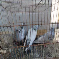 پرنده