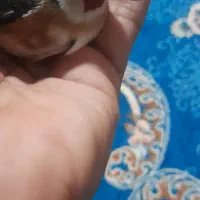 سهره قناری