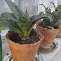 گل سانسور یا کرواتی