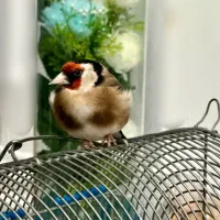 سهره|پرنده|رشت, دیانتی|دیوار