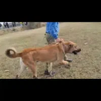 خراسانی اصیل درشت