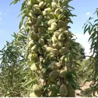 پیش فروش نهال برای پاییز.