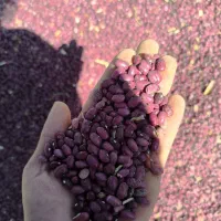 لوبیا قرمز درجه یک
