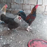 خروس