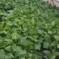نهال تازه بادمجان و گوجه...
