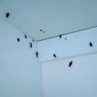 سمپاشی تخصصی منزل سم پاشی تضمینی سوسک مورچه کنه