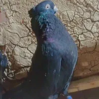 یک جفت آبادانی بازی دار