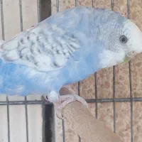 طوطی عروس کوتوله مرغ عشق ماده