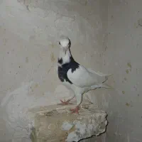 کفتر