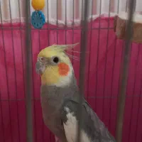 عروس هلندی نر سخنگو