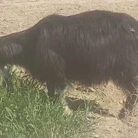 بز جوان