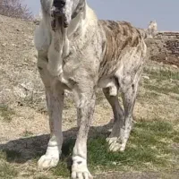 سگ آلابای خراسانی