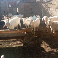 بز سانن