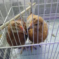 نیمچه گلپایگان