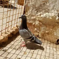 صید فروشی